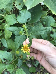 Wollastonia biflora