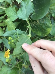 Wollastonia biflora