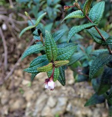 Miconia crotonifolia