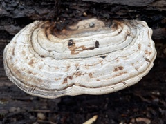 Ganoderma