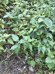 Wollastonia biflora