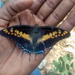 Charaxes castor castor