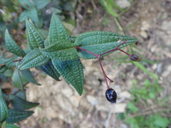 Miconia crotonifolia