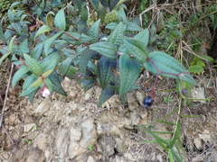 Miconia crotonifolia
