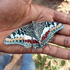 Charaxes castor castor