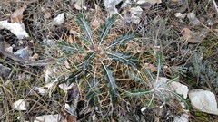 Ptilostemon hispanicus