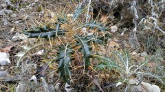 Ptilostemon hispanicus