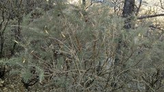 Adenocarpus decorticans