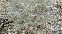 Adenocarpus decorticans