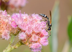 Trachypus denticollis