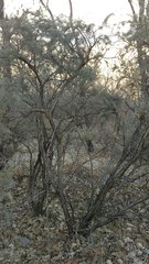 Adenocarpus decorticans