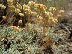 Eriogonum caespitosum