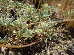 Eriogonum caespitosum