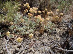 Eriogonum caespitosum