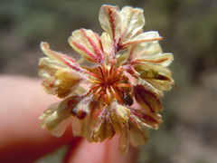 Eriogonum caespitosum
