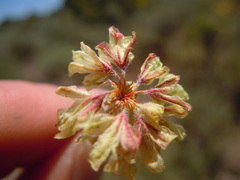 Eriogonum caespitosum