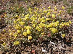 Eriogonum caespitosum