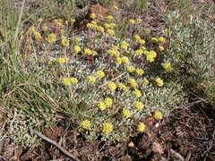 Eriogonum caespitosum