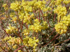 Eriogonum caespitosum