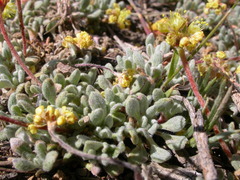 Eriogonum caespitosum