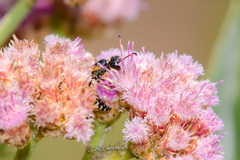 Trachypus denticollis