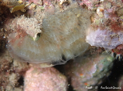 Aplidium glabrum