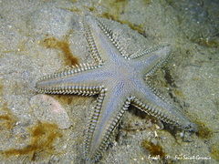 Astropecten platyacanthus