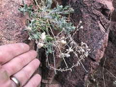 Heterotheca fulcrata