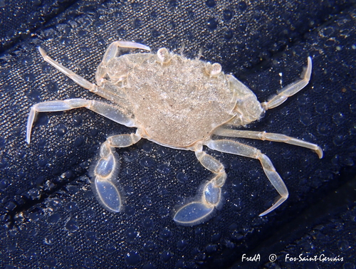 Vernal Crab, photo 5 of 10