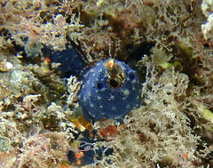 Chelonaplysilla noevus