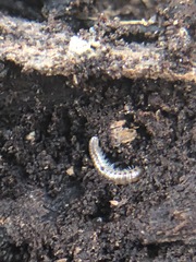 Diplopoda