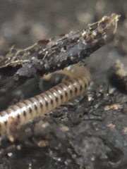Diplopoda