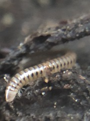 Diplopoda