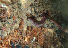 Leodice torquata