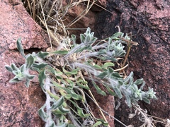 Heterotheca fulcrata