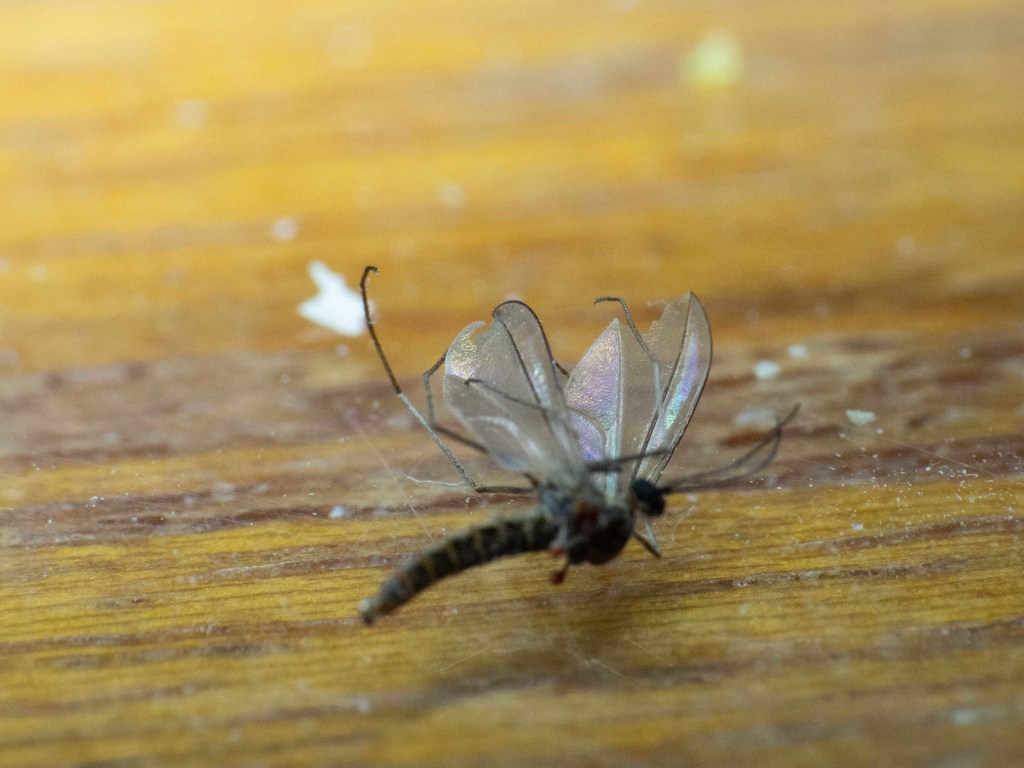 Creosote Resin Gall Midge