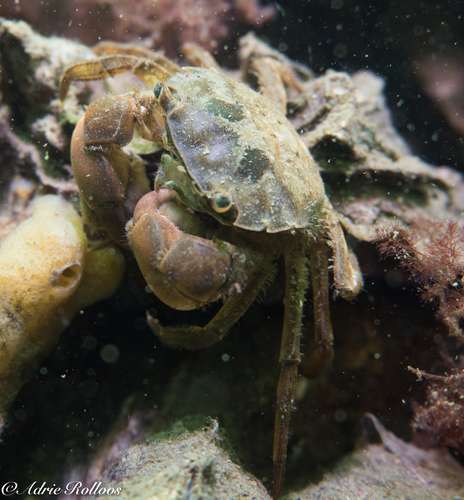 Brush-clawed Shore Crab, Den Osse - Nieuwe kerkweg, photo 9 of 10