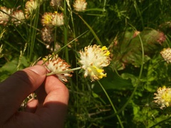 Anthyllis vulneraria polyphylla