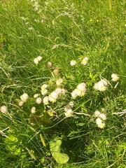 Anthyllis vulneraria polyphylla