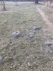 Talpa europaea