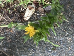 Helminthotheca echioides