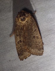 Abagrotis cupida