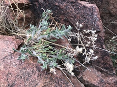 Heterotheca fulcrata