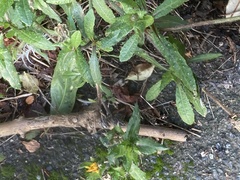 Helminthotheca echioides