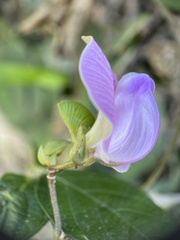 Centrosema pubescens