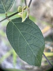 Centrosema pubescens