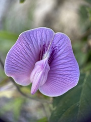 Centrosema pubescens