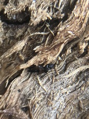 Insecta