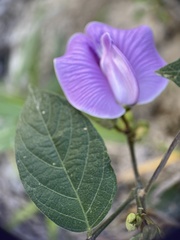 Centrosema pubescens