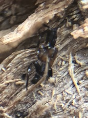 Insecta